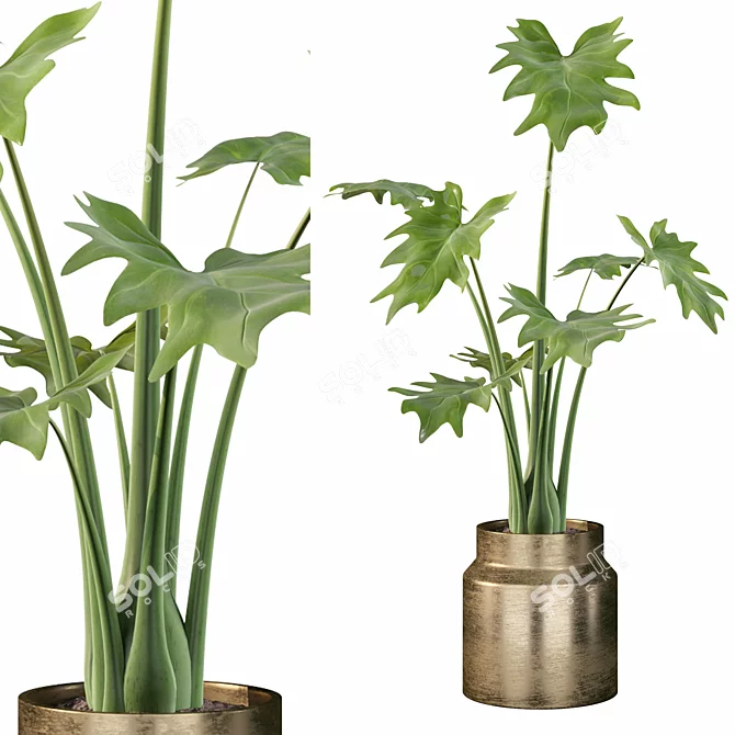 Lush Greenery: Philodendron Xanadu 3D model image 1