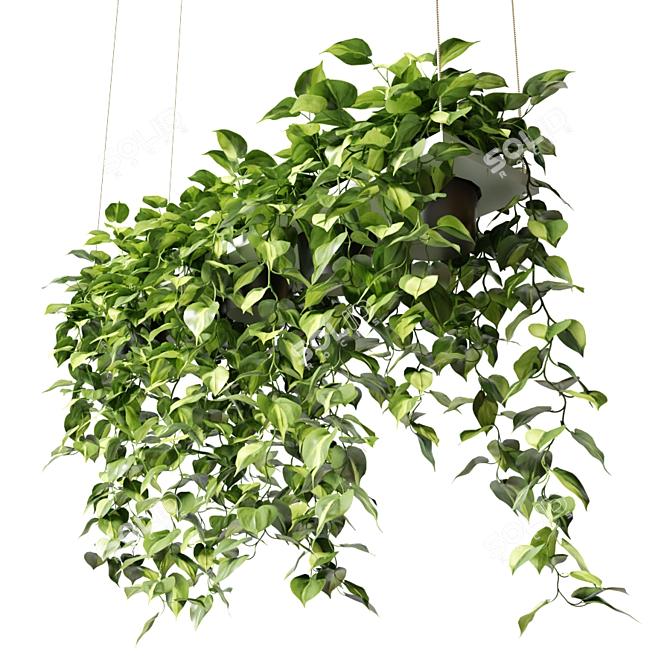 Epipremium Hanging Plants in Rectangular Planter 3D model image 2