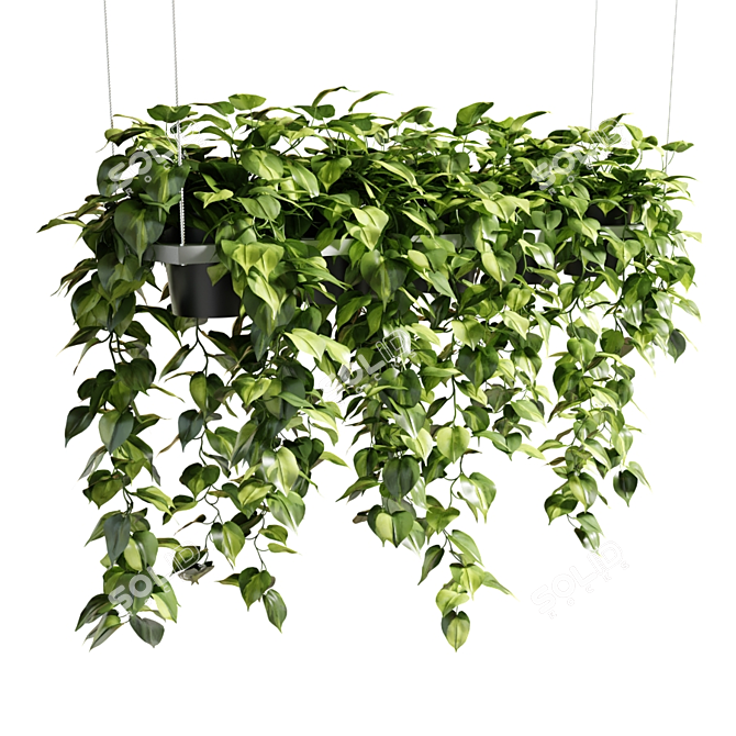 Epipremium Hanging Plants in Rectangular Planter 3D model image 3