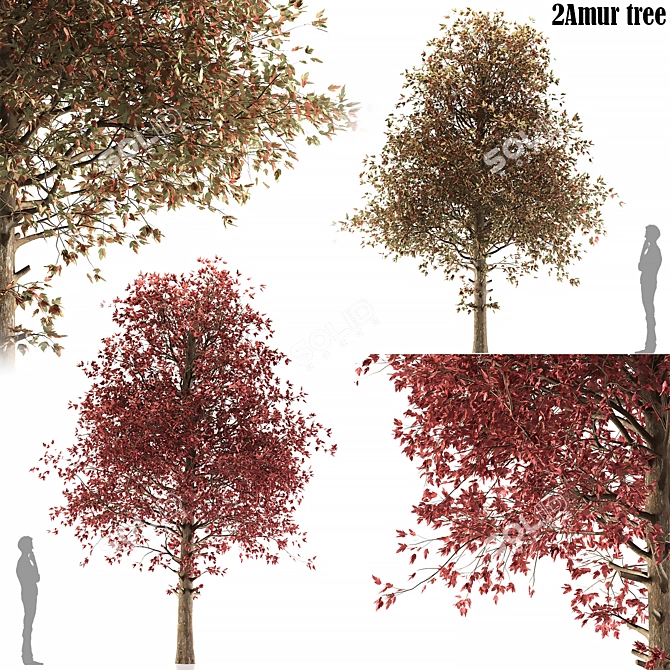 Amur Maple Tree - Stunning Beauty 3D model image 7