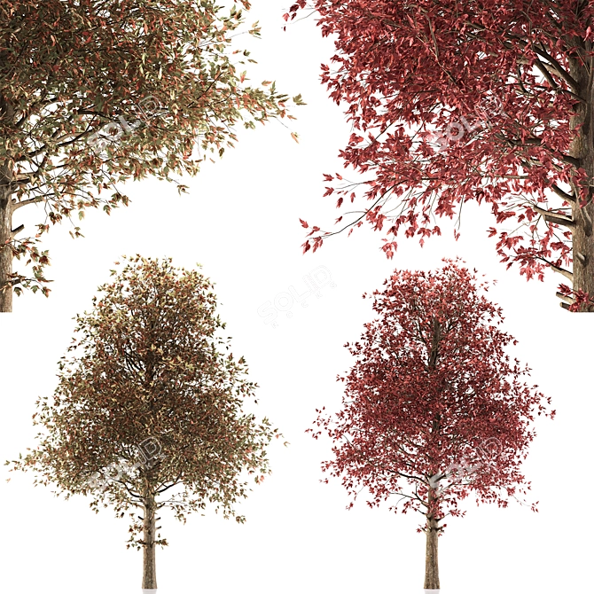 Amur Maple Tree - Stunning Beauty 3D model image 4