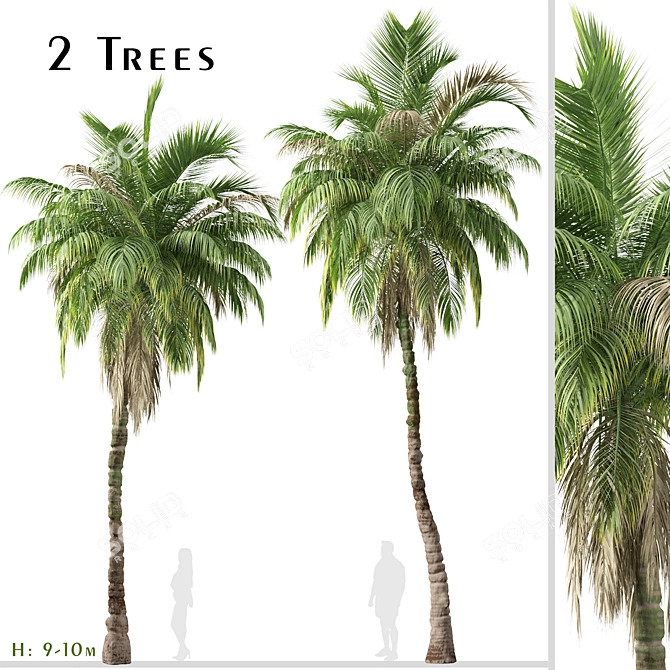 Exquisite Set: 2 Kentia Palm Trees 3D model image 1