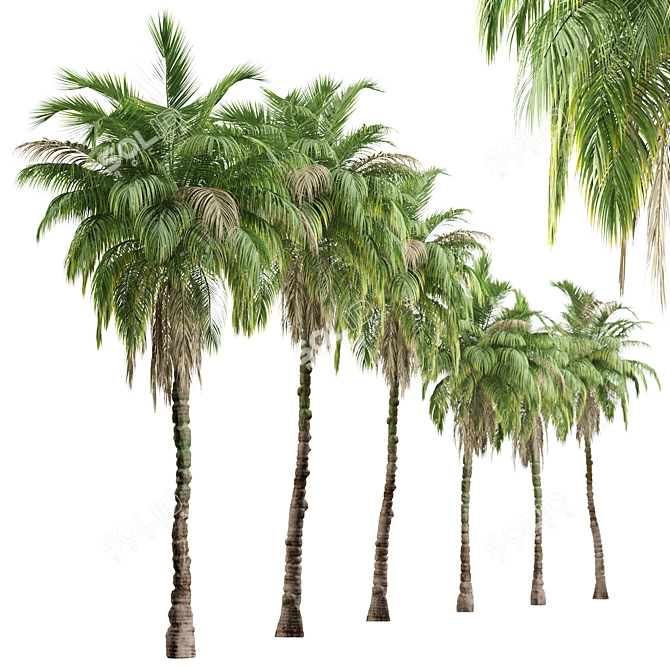 Exquisite Set: 2 Kentia Palm Trees 3D model image 3