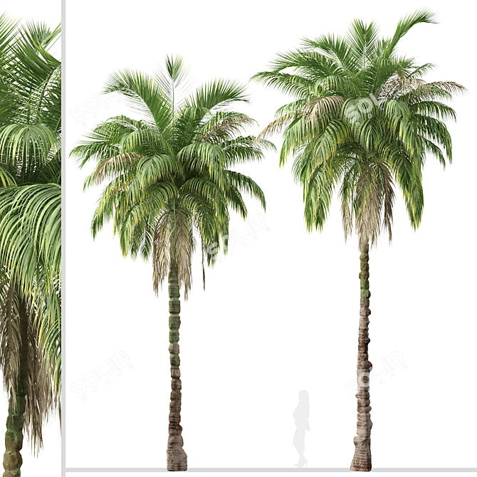 Exquisite Set: 2 Kentia Palm Trees 3D model image 4