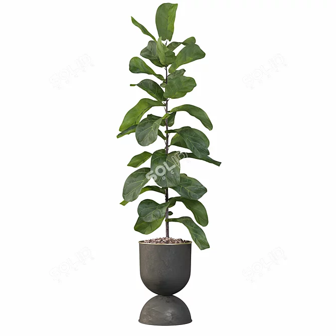 Lush Ficus Lyrata: 3D Plant Collection 3D model image 3