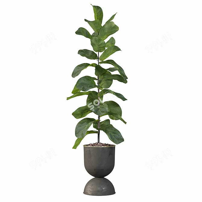 Lush Ficus Lyrata: 3D Plant Collection 3D model image 4