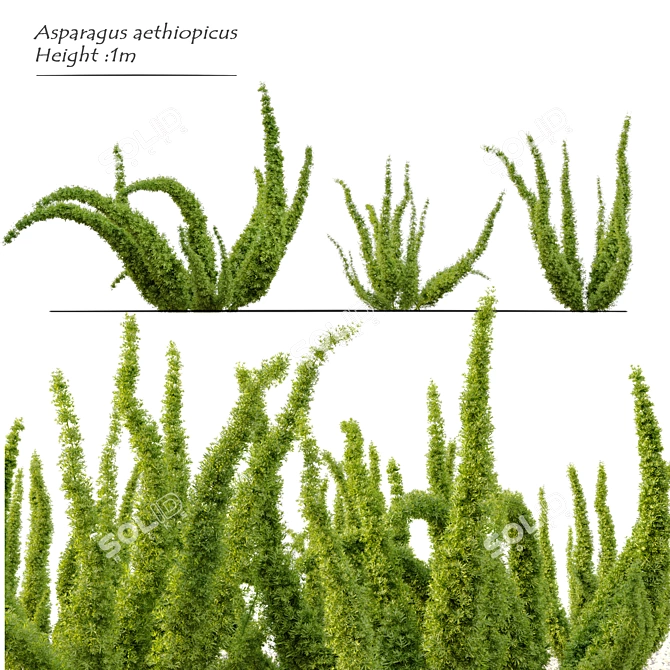 Elegant Foxtail Fern: Vibrant 3-Plant Set 3D model image 1