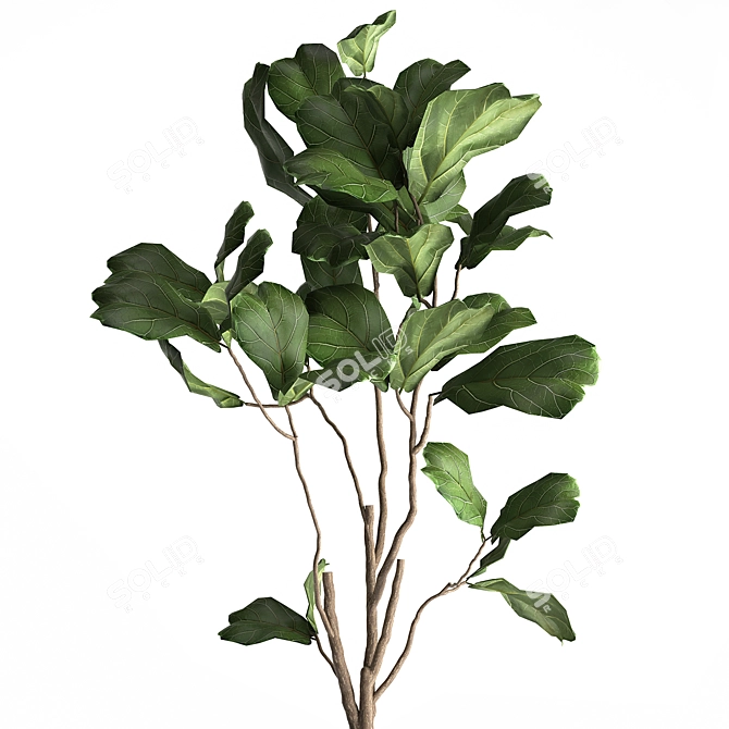 Tropical Ficus: Exotic Plants Collection 3D model image 3