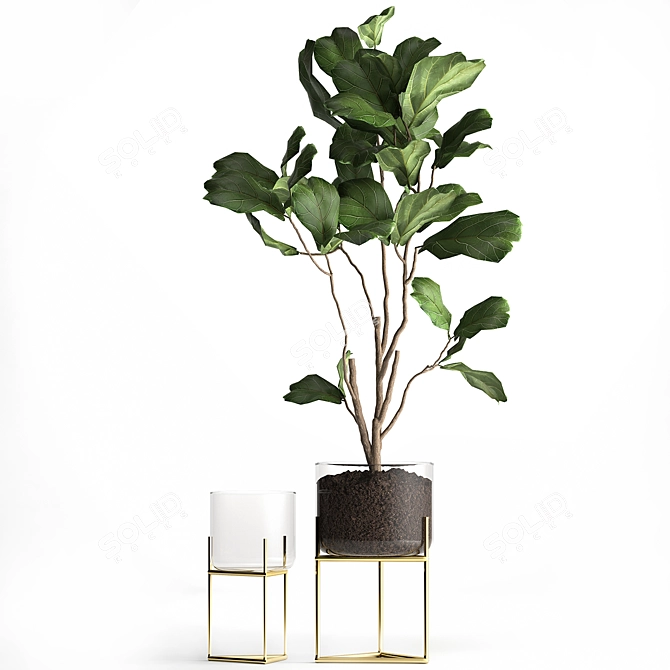 Tropical Ficus: Exotic Plants Collection 3D model image 5