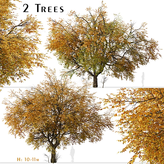 Hangzhou Elm Tree Set (2 Trees) 3D model image 3