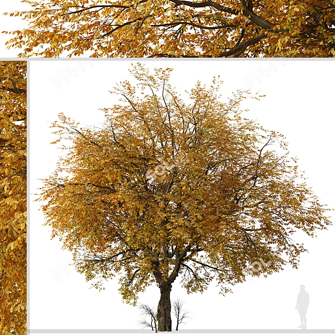 Hangzhou Elm Tree Set (2 Trees) 3D model image 4