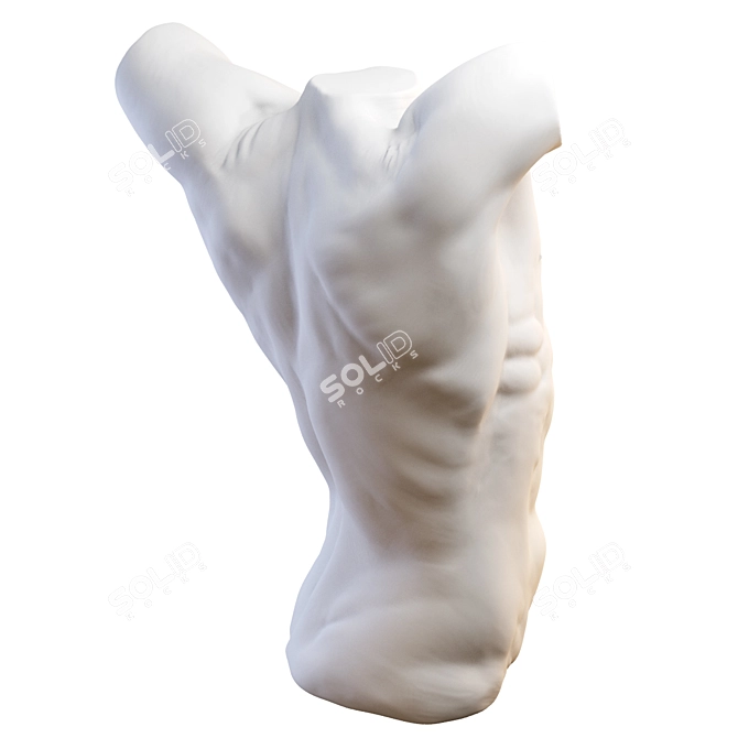 3D Torso Model - 2013 Version 3D model image 3