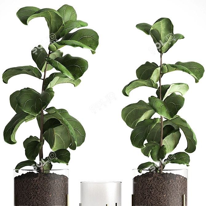 Tropical Plant Collection: Exotic Ficus Lyrata in Stylish Zara Home Pot 3D model image 3