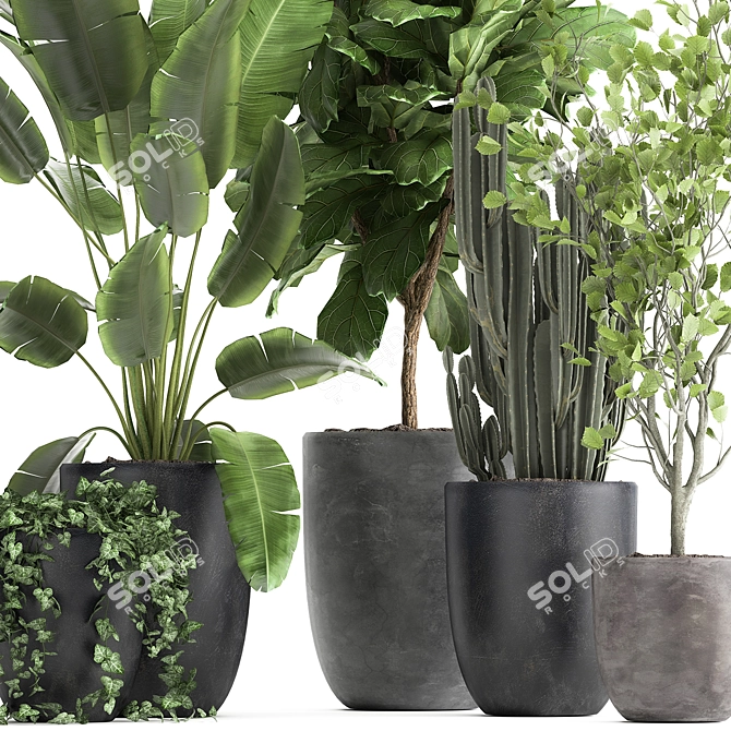 Exotic Plant Collection - Tropical Foliage for Indoor & Outdoor Decoration 3D model image 2