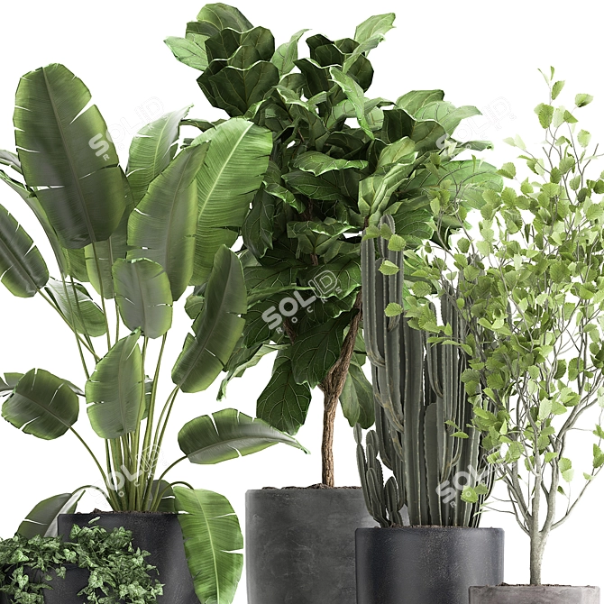Exotic Plant Collection - Tropical Foliage for Indoor & Outdoor Decoration 3D model image 5