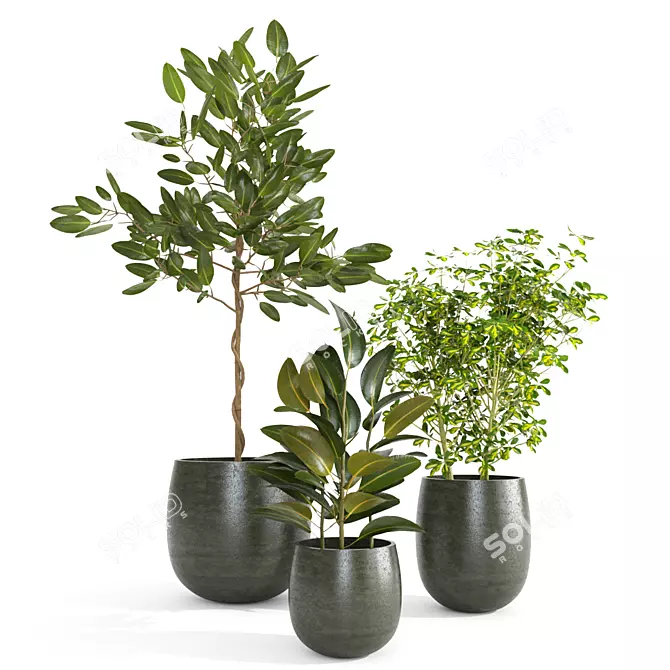 Tropical Indoor Plants Set - Ficus, Gold Capella, Umbrella Tree 3D model image 1