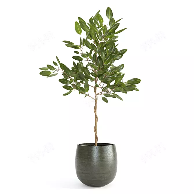 Tropical Indoor Plants Set - Ficus, Gold Capella, Umbrella Tree 3D model image 2