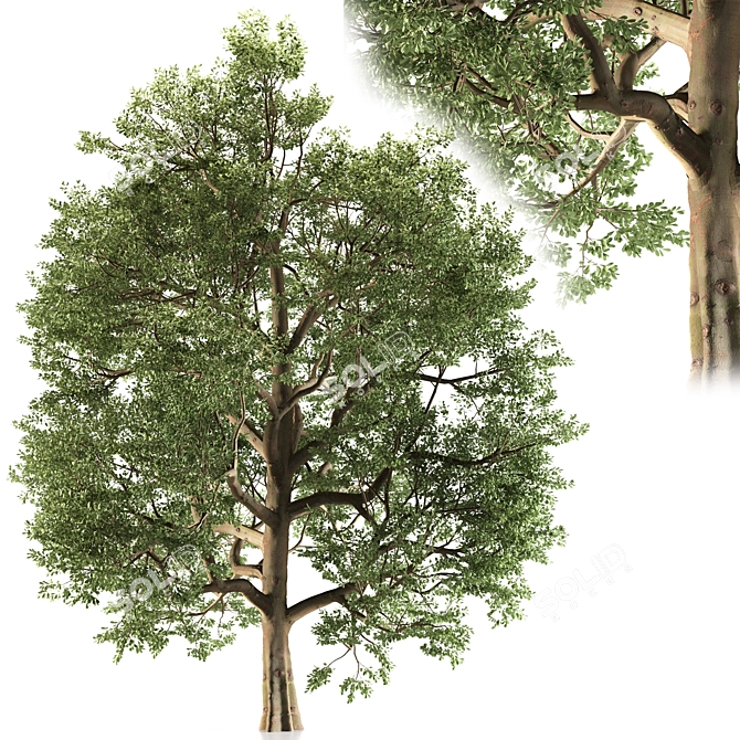 Temperate Chestnut Tree 3D model image 3