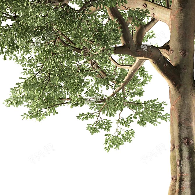 Temperate Chestnut Tree 3D model image 4