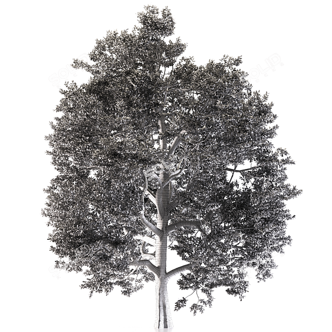 Temperate Chestnut Tree 3D model image 6