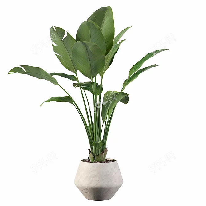 Exquisite Strelitzia: Plants Collection 105 3D model image 4