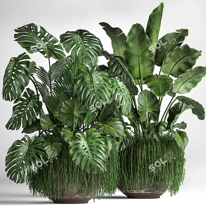 Tropical Plant Collection 3D model image 1