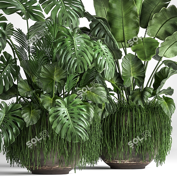 Tropical Plant Collection 3D model image 2