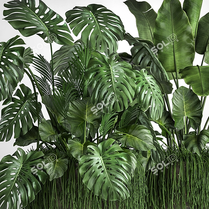 Tropical Plant Collection 3D model image 3