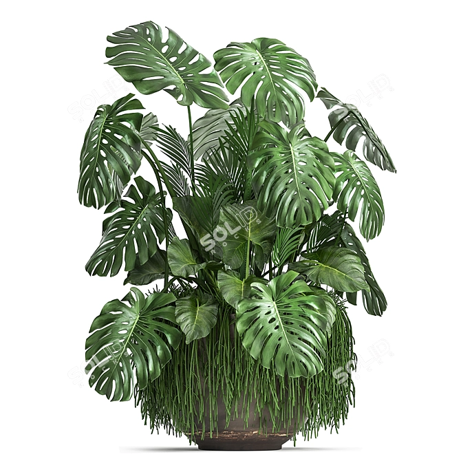 Tropical Plant Collection 3D model image 4