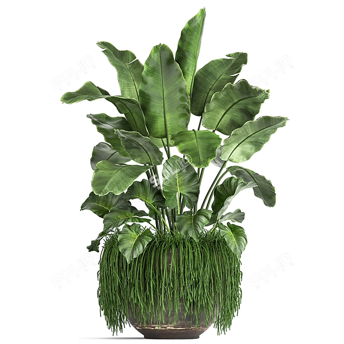 Tropical Plant Collection 3D model image 6