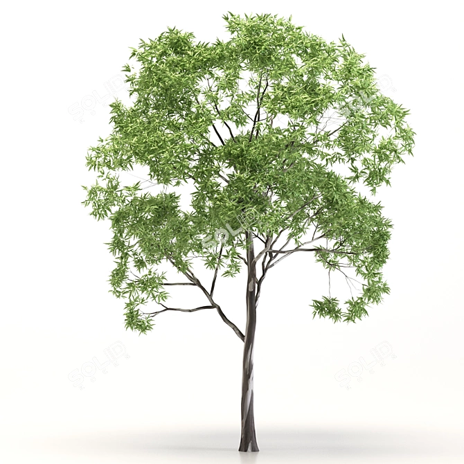 Eucalyptus Grandis Tree Duo: High-Poly Beauty 3D model image 2