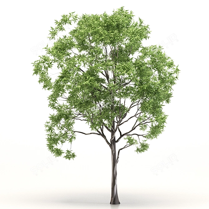 Eucalyptus Grandis Tree Duo: High-Poly Beauty 3D model image 3
