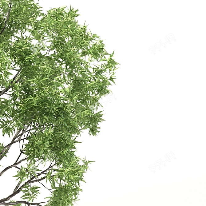 Eucalyptus Grandis Tree Duo: High-Poly Beauty 3D model image 4