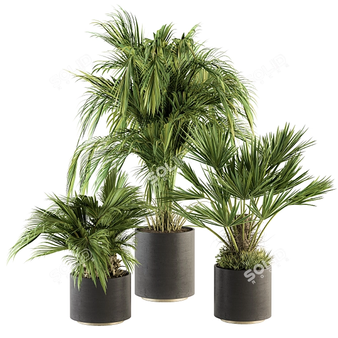 Tropical Paradise: Indoor Palm Set 3D model image 1