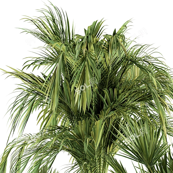 Tropical Paradise: Indoor Palm Set 3D model image 4