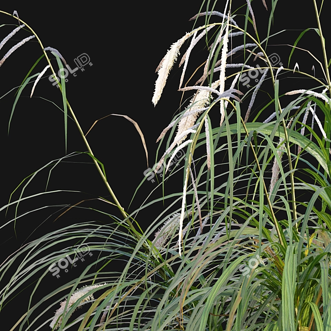 Archived Carex pendula Plant 3D Models 3D model image 2