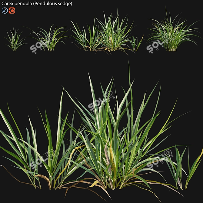 Elegant Pendulous Sedge - 3D Models 3D model image 1