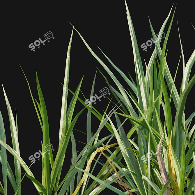 Elegant Pendulous Sedge - 3D Models 3D model image 2