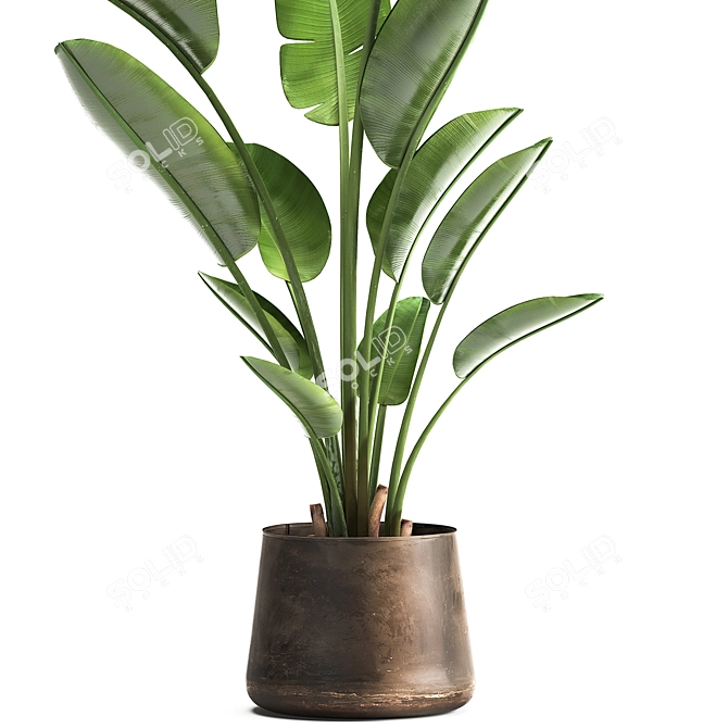 Tropical Plant Collection: Exotic Indoor & Outdoor Decor 3D model image 3