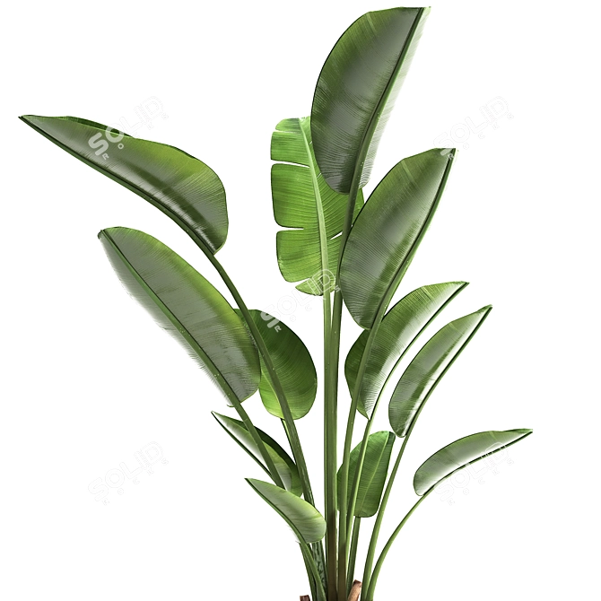 Tropical Plant Collection: Exotic Indoor & Outdoor Decor 3D model image 4