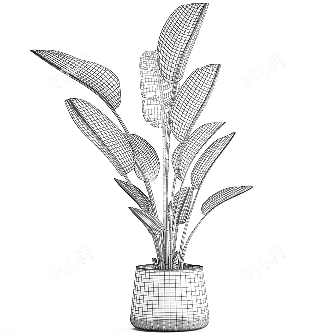 Tropical Plant Collection: Exotic Indoor & Outdoor Decor 3D model image 6