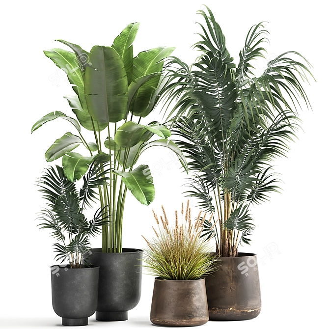 Exotic Plant Collection in Stylish Pots 3D model image 1