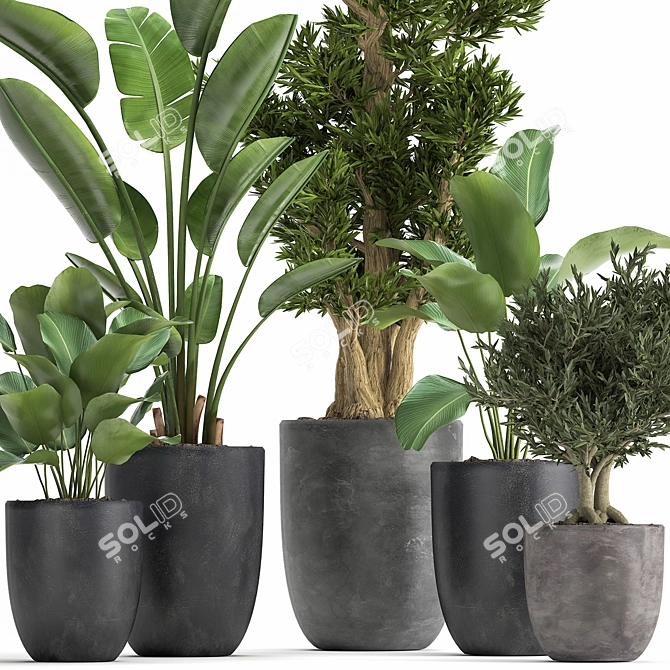 Tropical Plant Collection: Exotic Indoor & Outdoor Greenery 3D model image 2
