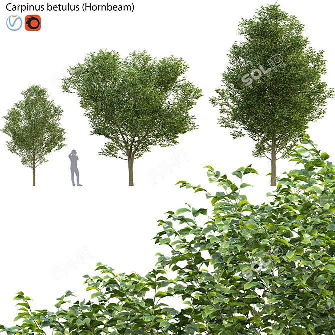 Carpinus Betulus: 3D Tree Model 3D model image 1