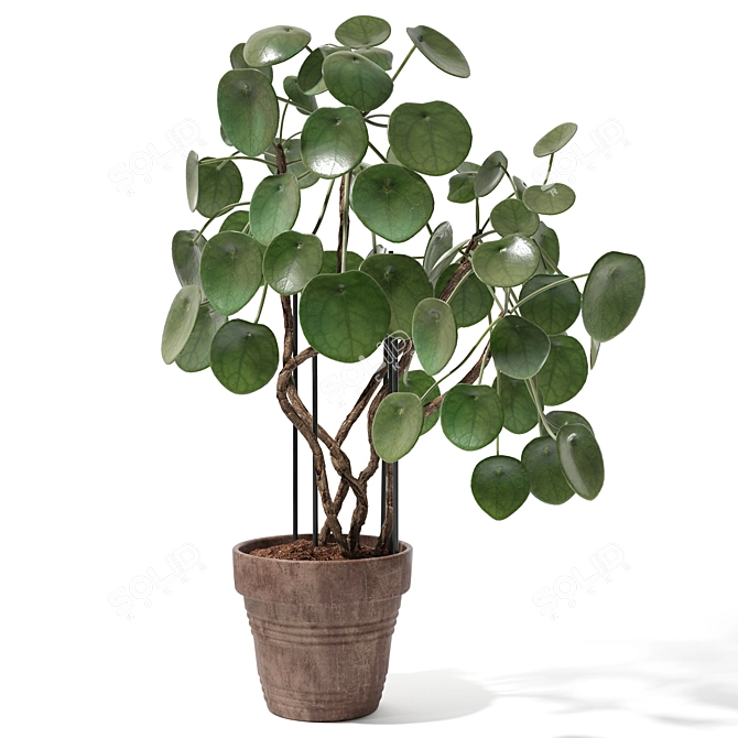 Trendy Pilea Peperomioides Set 3D model image 1