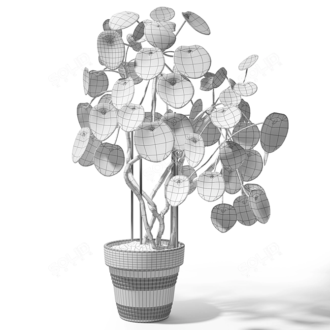 Trendy Pilea Peperomioides Set 3D model image 2