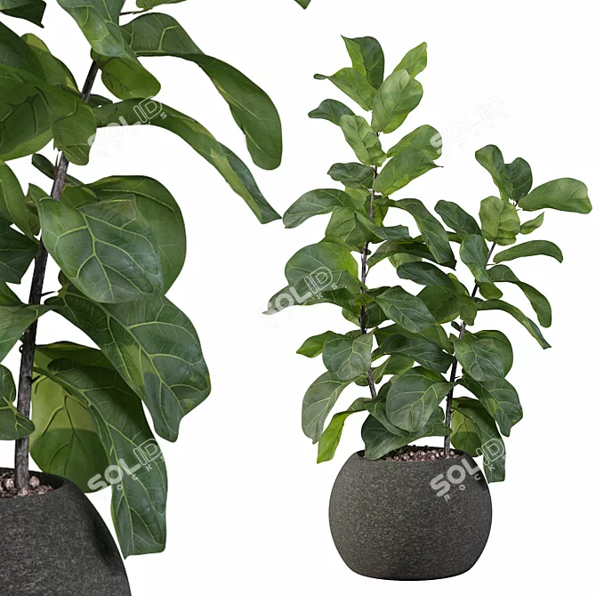 Ficus Lyrata: Exquisite Foliage in Felt Pot 3D model image 1