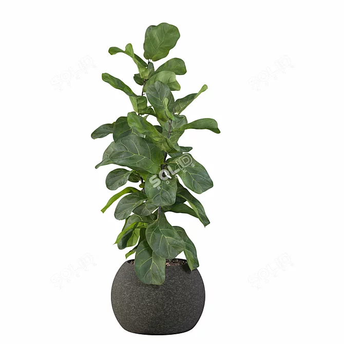 Ficus Lyrata: Exquisite Foliage in Felt Pot 3D model image 5