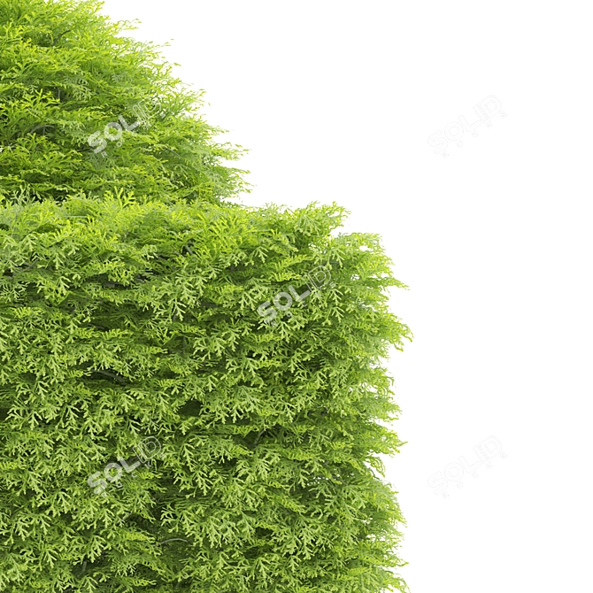 Variety of Shaped Bush Plants 3D model image 5