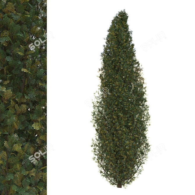 Cypress Tree 2 - Realistic 3D Model 3D model image 2